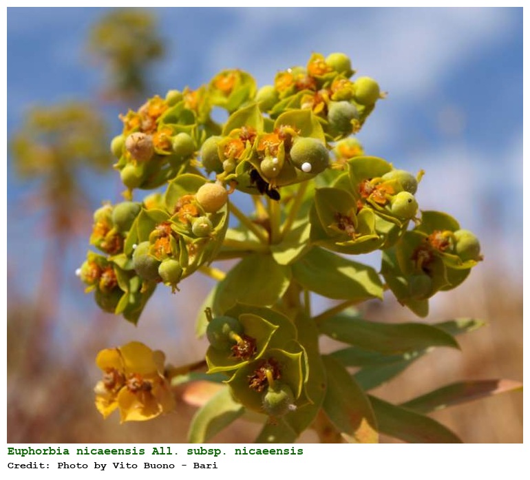 Euphorbia nicaeensis All. subsp. nicaeensis